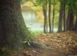 Tree trunk and roots on a forest floor with a river and more trees blurred in the background.