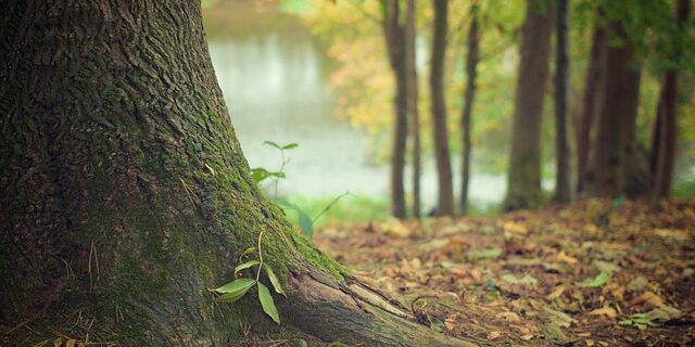 tree-569275_640 Tree trunk and roots on a forest floor with a river and more trees blurred in the background.