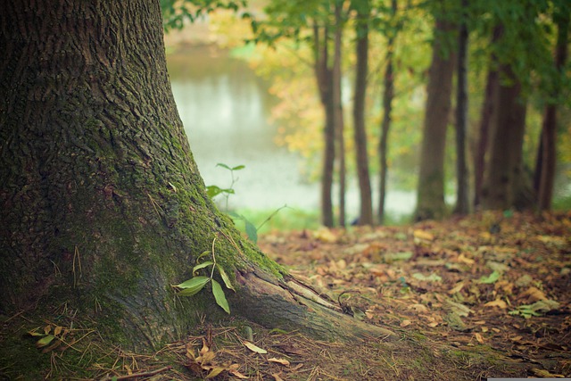 Tree trunk and roots on a forest floor with a river and more trees blurred in the background.
