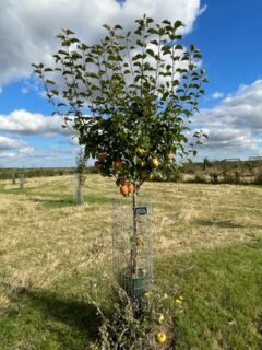 Apple tree in community orchard